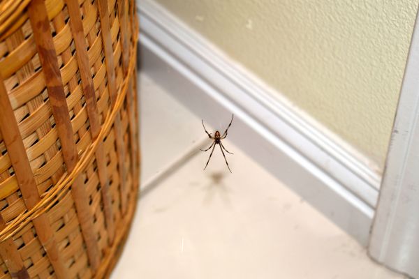 Spider Extermination Service