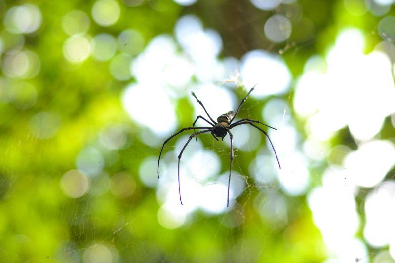 Spider Control