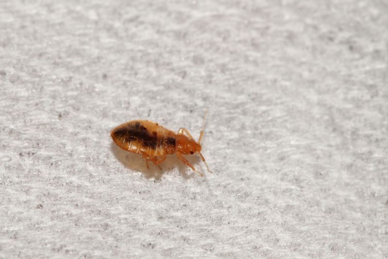 Bed Bug Treatment Service