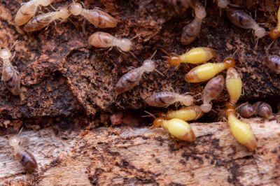 Commercial Termite Removal