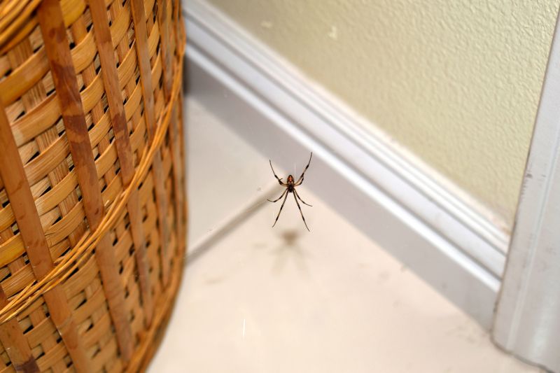 Effective Spider Control Solutions — Cost of Spider Control