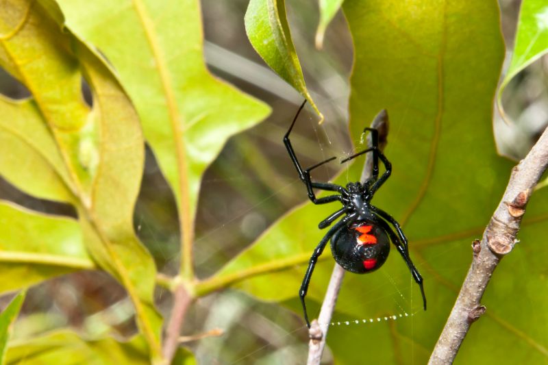 Effective Spider Control Solutions — Cost of Spider Control