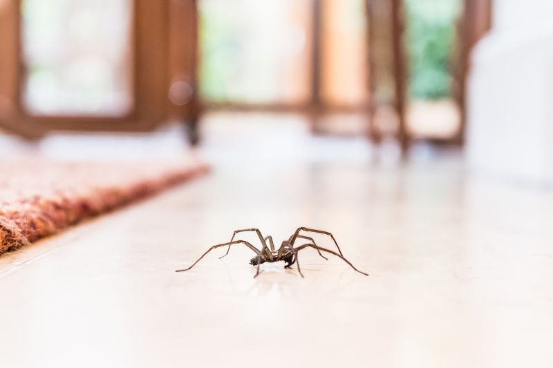 Effective Spider Control Solutions — Cost of Spider Control