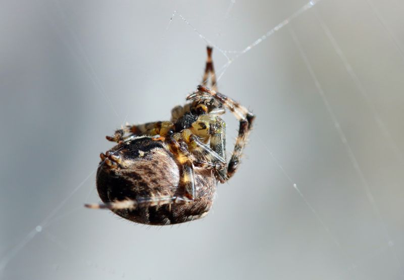 Effective Spider Control Solutions — Cost of Spider Control