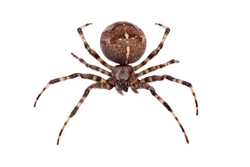 Effective Spider Control Solutions — Cost of Spider Control