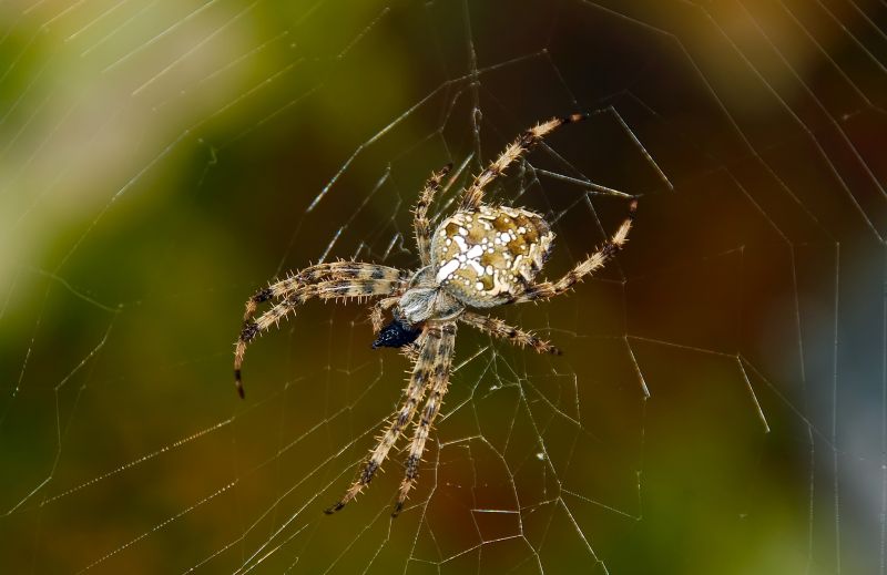 Effective Spider Control Solutions — Cost of Spider Control