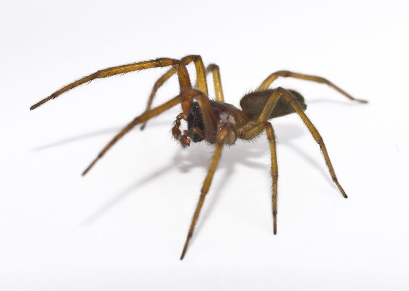 Signs Your Home Has A Spider Problem
