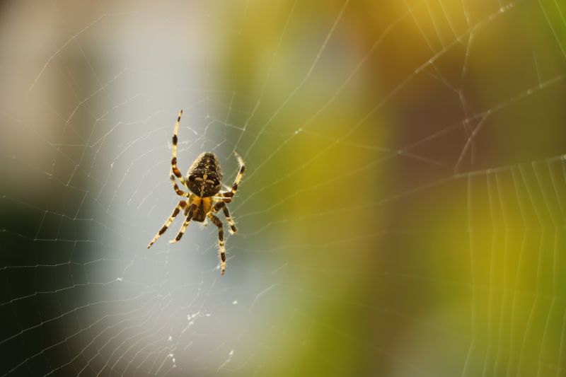 Environmental Conditions Favoring Spiders