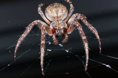 Exterminate Spiders and Prevent Future Infestations!