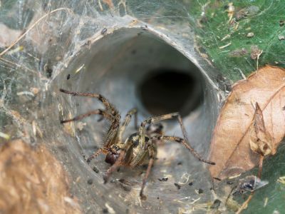 Protect Inhabitants and Pets From Spiders!