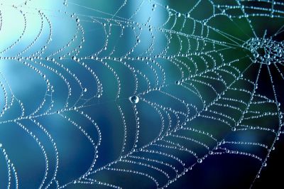 Remove Spider Webs!